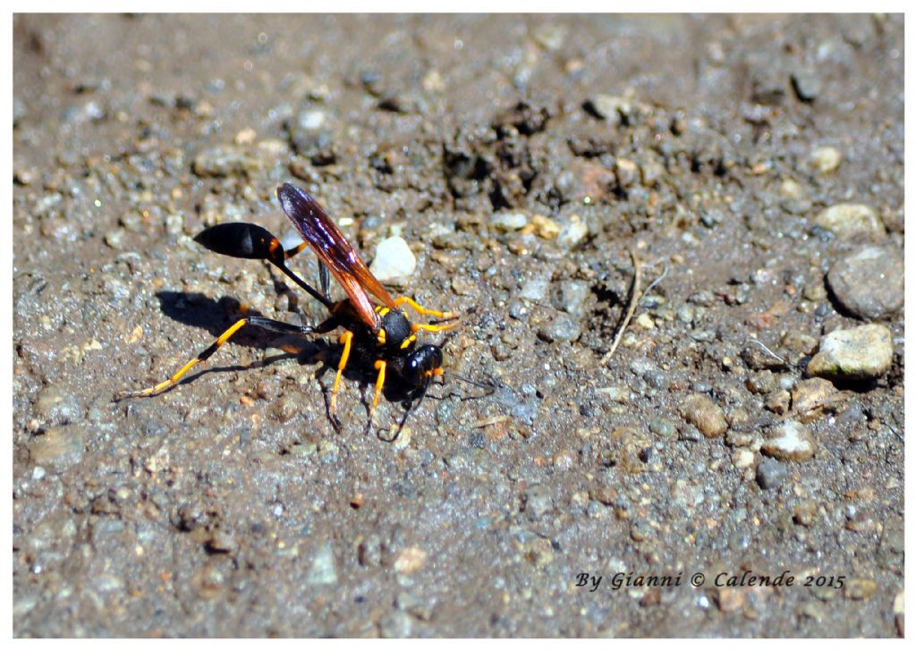 Vespa solitaria? Sceliphron caementarium, Sphecidae